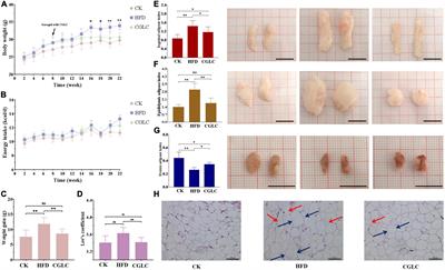 Cordyceps guangdongensis lipid-lowering formula alleviates fat and lipid accumulation by modulating gut microbiota and short-chain fatty acids in high-fat diet mice